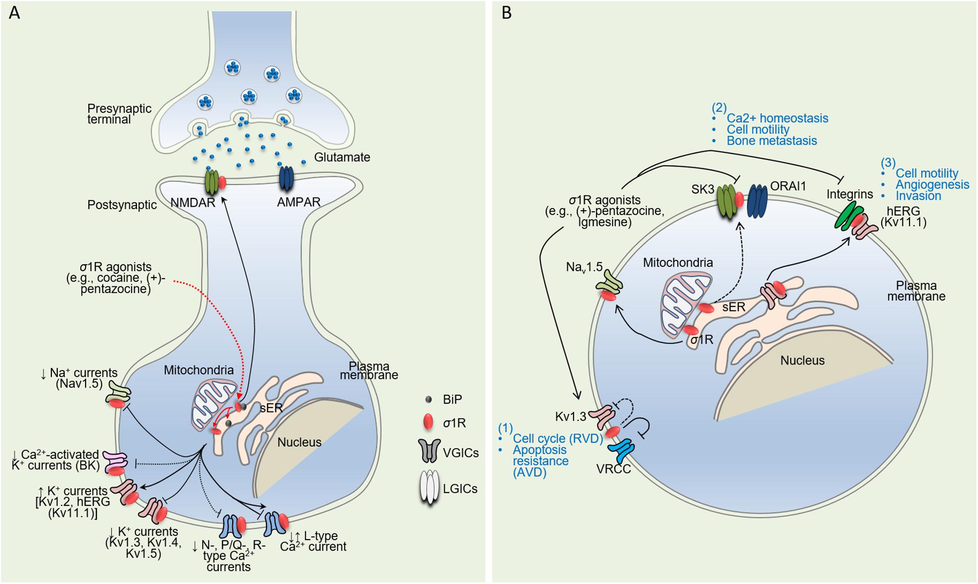 Frontiers | The Sigma-1 Receptor: When Adaptive Regulation of Cell 