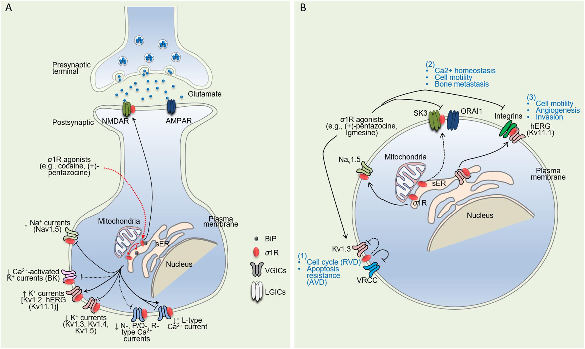 Frontiers The Sigma 1 Receptor When Adaptive Regulation Of Cell Electrical Activity Contributes To Stimulant Addiction And Cancer Neuroscience