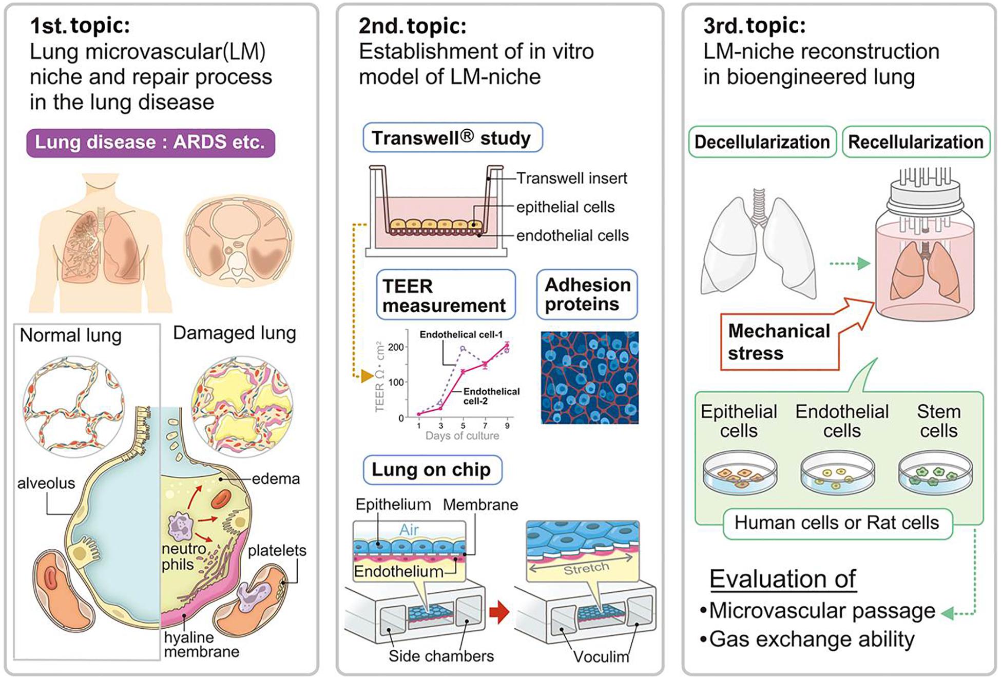 Frontiers Lung Microvascular Niche, Repair, and Engineering