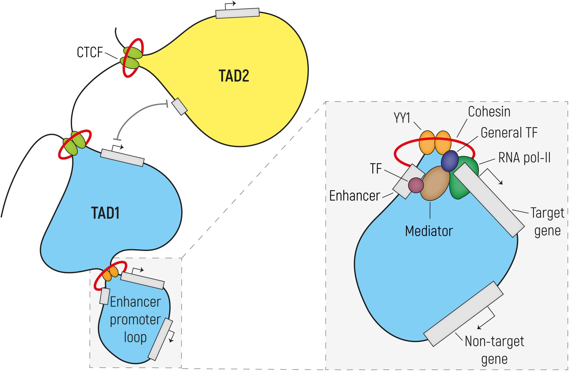 PDF) Identification of de novo EP300 and PLAU variants in a