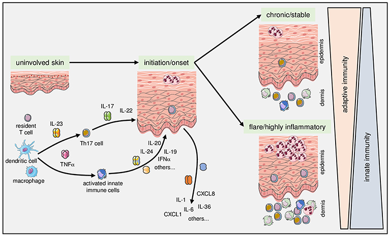 Frontiers  Inflammation and immune cell abnormalities in