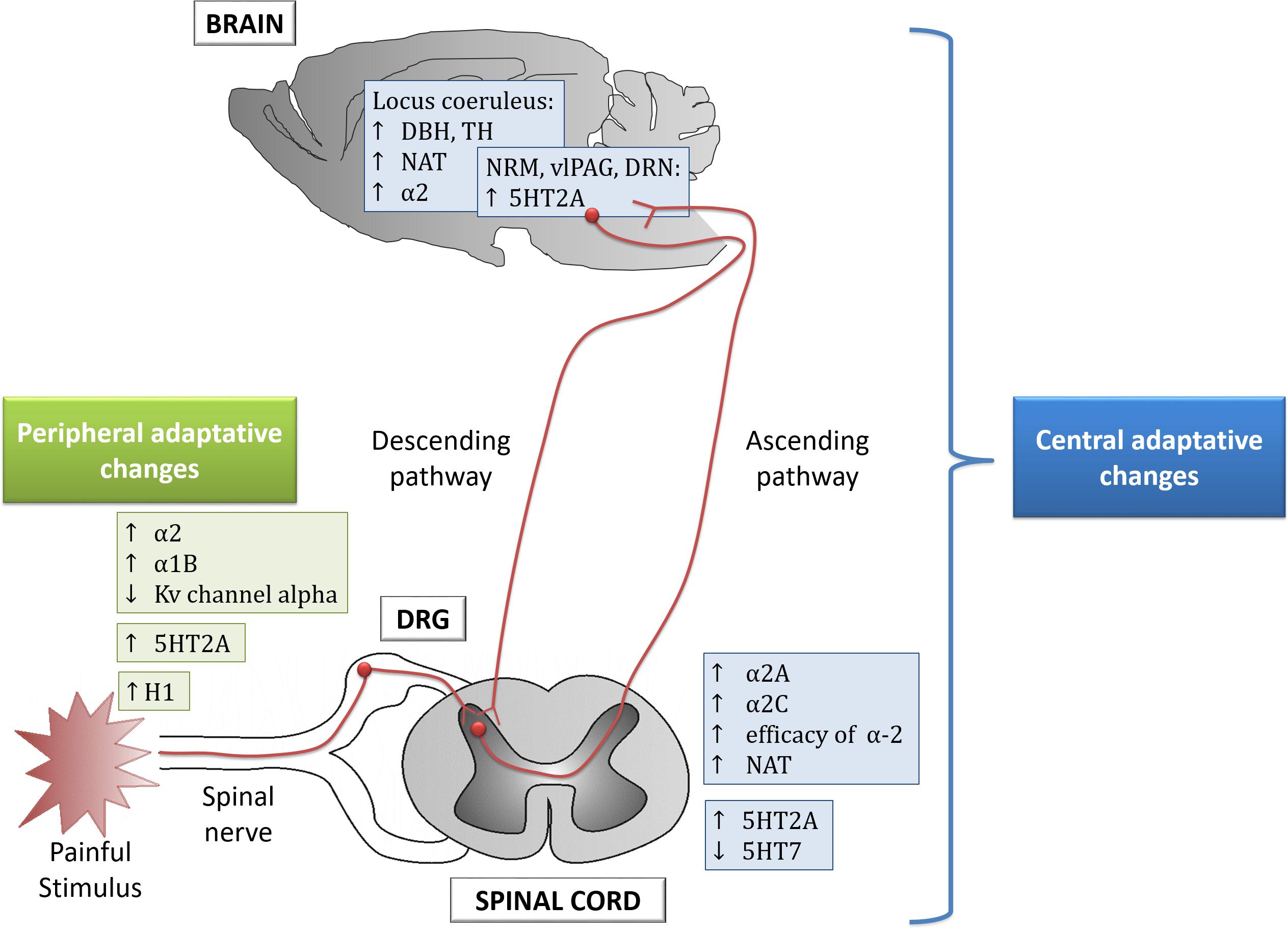 handelaar Groen expeditie Frontiers | Monoamines as Drug Targets in Chronic Pain: Focusing on  Neuropathic Pain