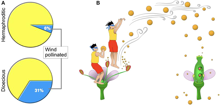 Figure 3 - Many dioecious plants use the wind to help with pollination.
