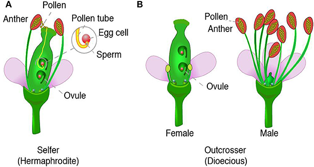 Figure 1 - The anatomy of flowers that use different modes of plant reproduction.