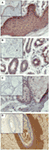www.frontiersin.org