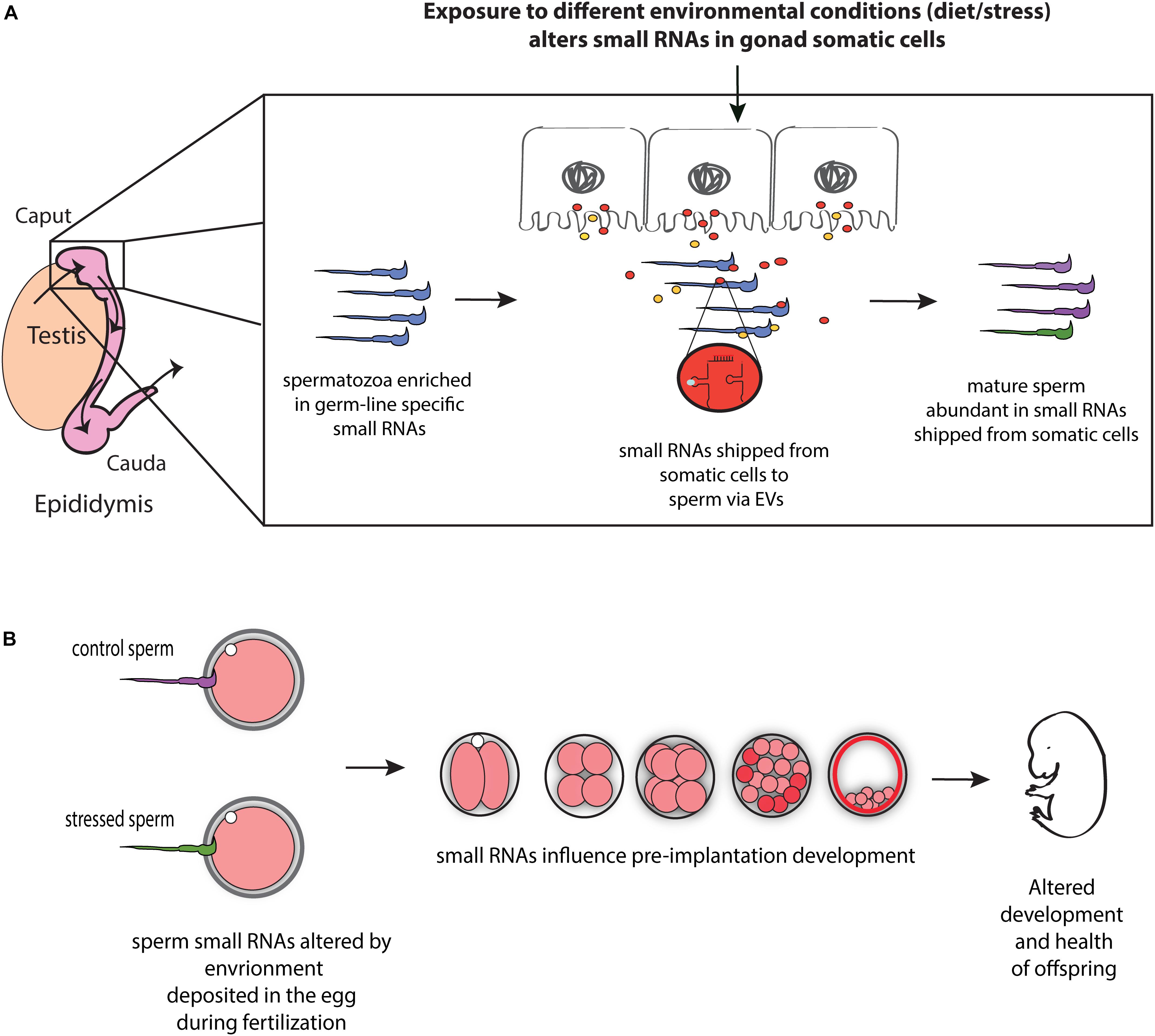 Frontiers Paternal Contributions to Offspring Health Role of Sperm Small RNAs in Intergenerational Transmission of Epigenetic Information