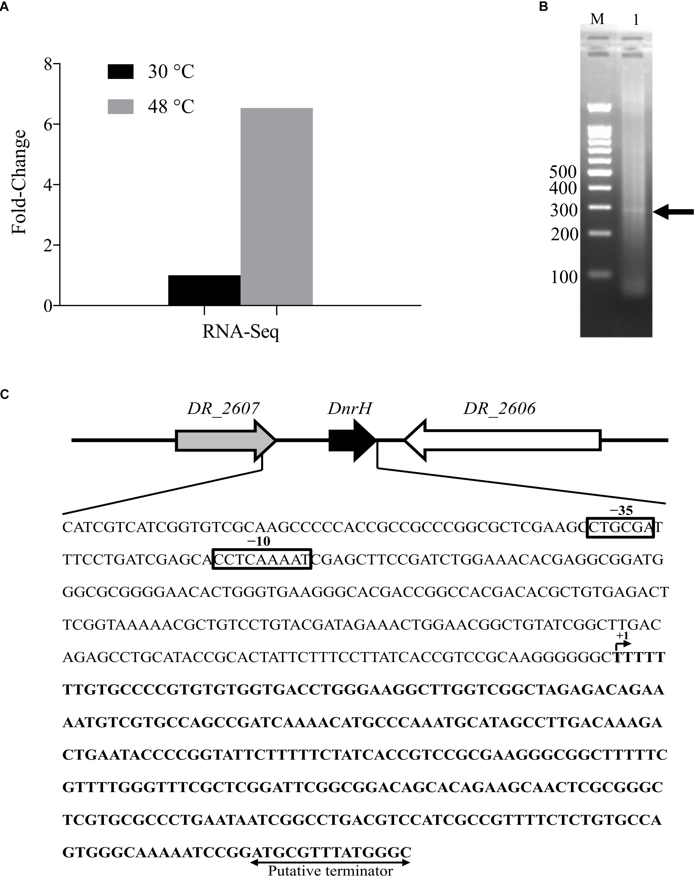 Solved Deinococcus radiodurans (first discovered growing in