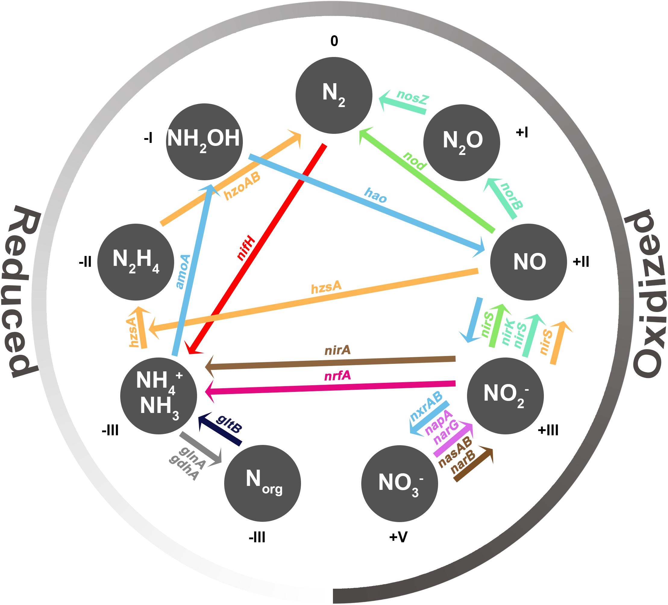 designer narre anspore Frontiers | Processes and Microorganisms Involved in the Marine Nitrogen  Cycle: Knowledge and Gaps | Marine Science