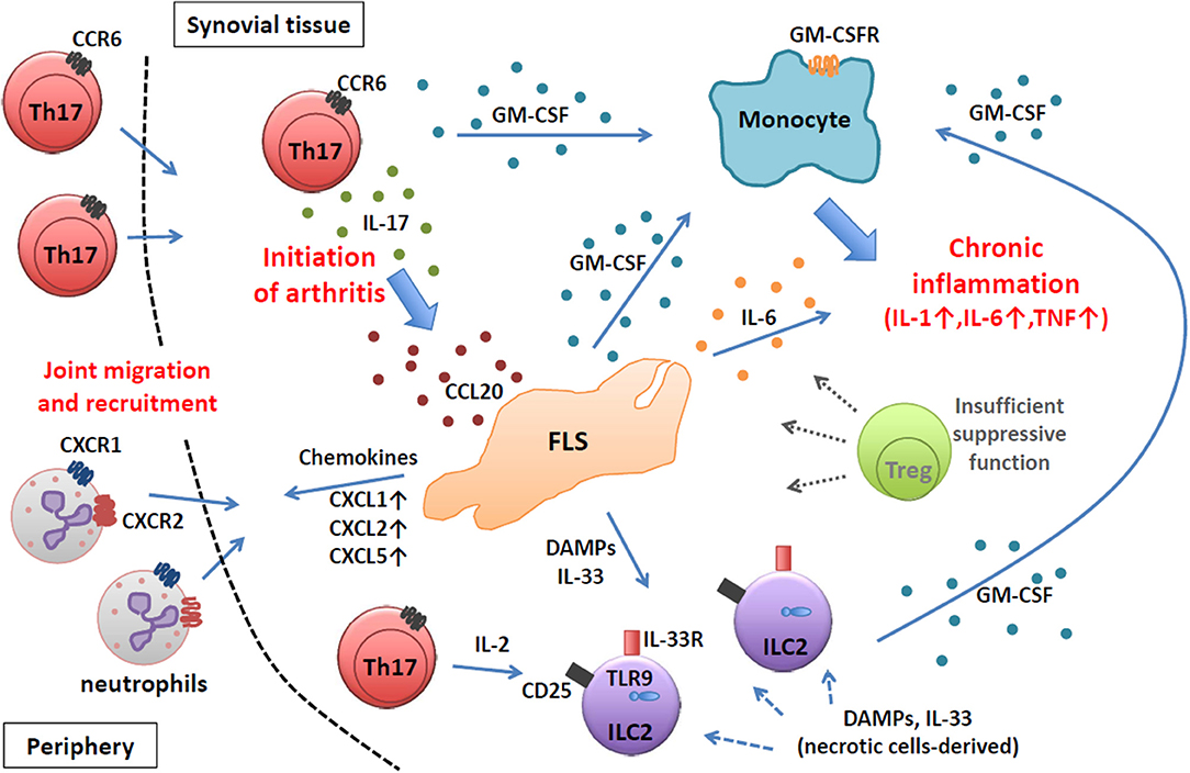 Frontiers Synovial Tissue Inflammation Mediated By Autoimmune T Cells Immunology