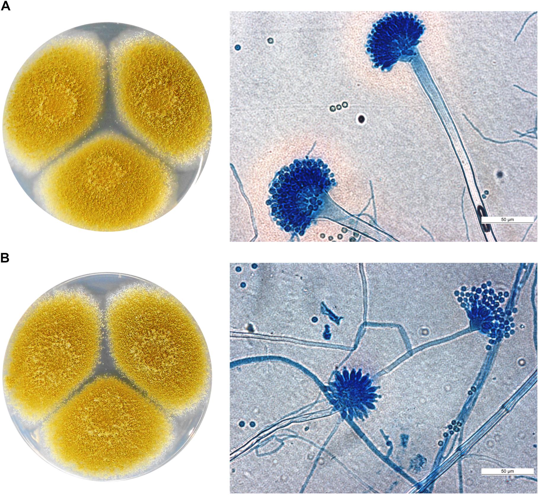 Frontiers  Characterization of fungal pathogens and germplasm