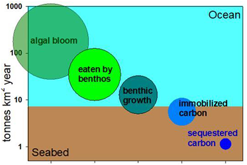 איור 2 - שלבים במחזור הפחמן בים הקוטב. רק כמות קטנה של פריחת אצות (פיטופלנקטון; משמאל) נאכלת על-ידי בנט’ואים (שני משמאל, בירוק בהיר), שהן חיות שחיות על קרקעית הים.