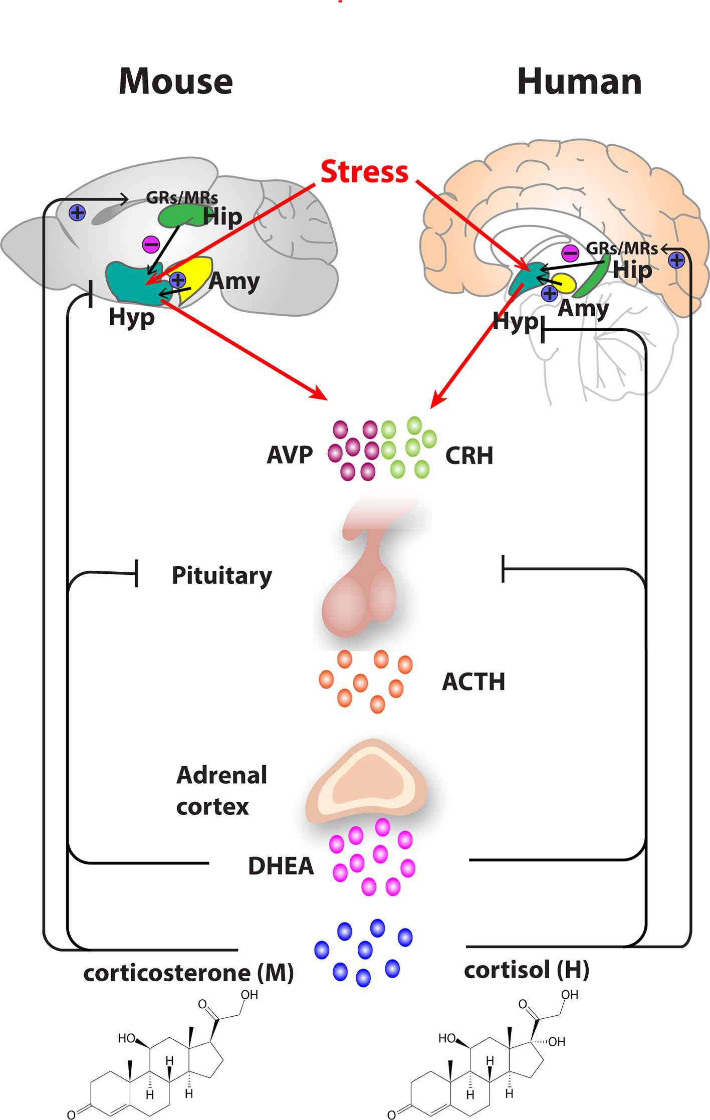 Cortisol