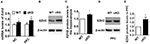 www.frontiersin.org