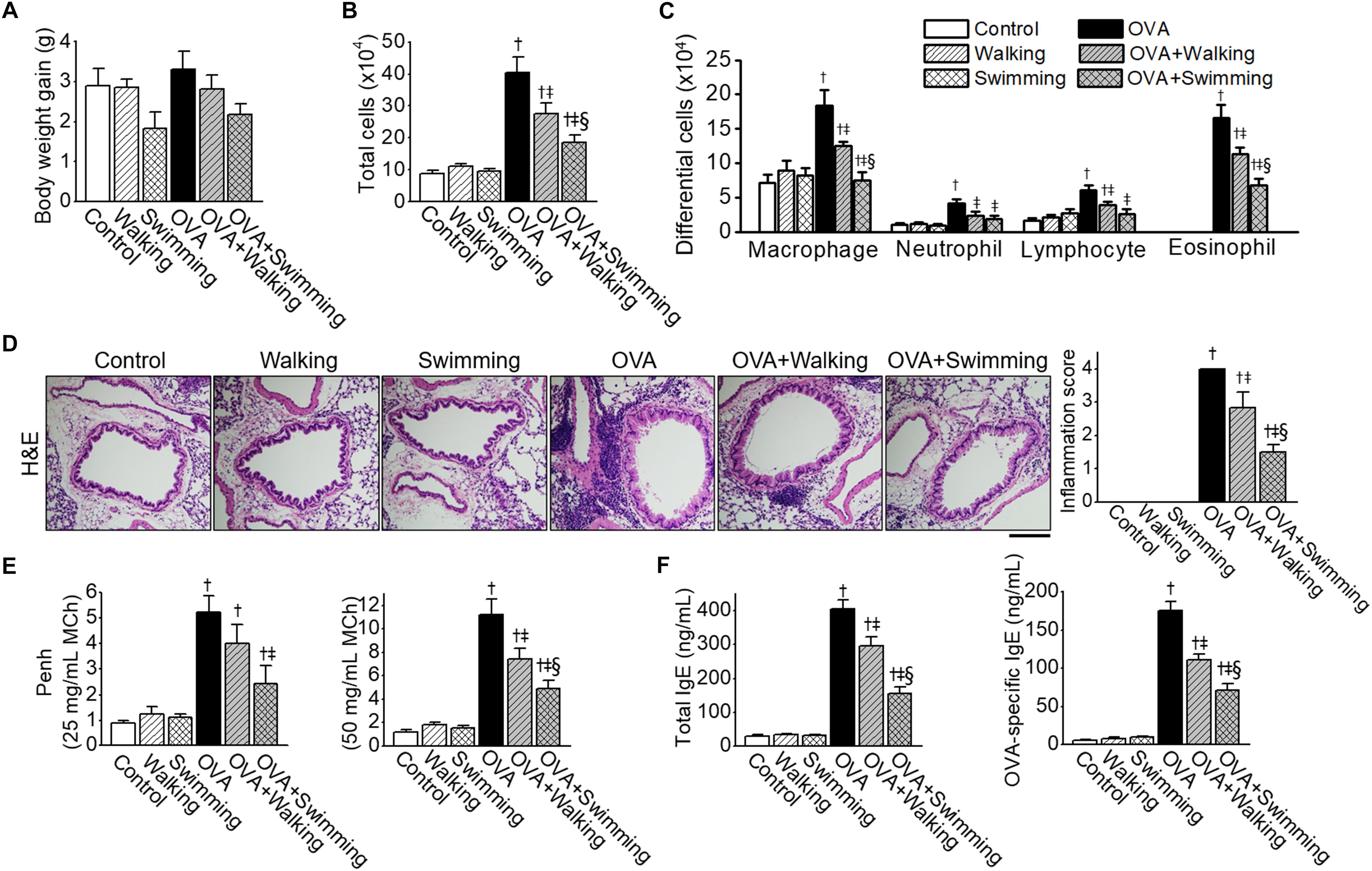Frontiers Anti Oxidant And Anti Inflammatory Effects Of Aquatic Exercise In Allergic Airway Inflammation In Mice Physiology