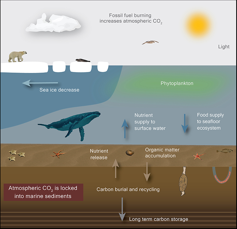 Figure 2 - Climate change causes sea ice to melt, transforming the Arctic from an icy desert into an open ocean.