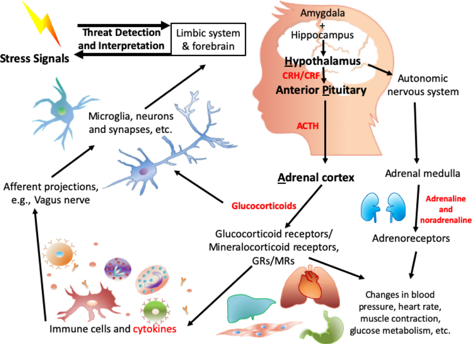 Frontiers Epigenetic Modifications in Stress Response Genes Associated With Childhood Trauma picture