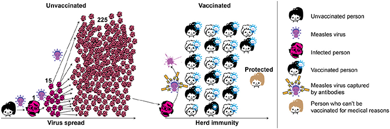 Figure 2 - Herd protection protects people who cannot be vaccinated because they are too young or have serious health problems.
