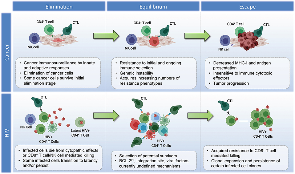 Frontiers | Have Cells Harboring the HIV Reservoir Been Immunoedited?