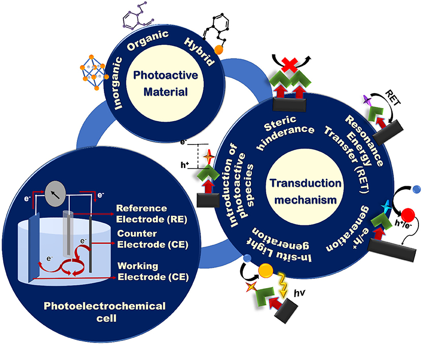 DNAzyme-Based Biosensors: Immobilization Strategies, Applications, and  Future Prospective