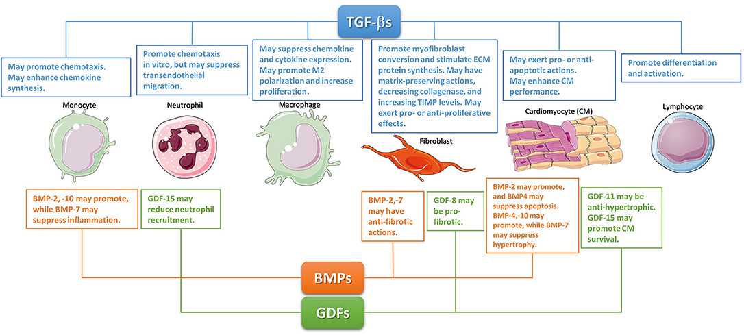 Frontiers The Role Of The Tgf B Superfamily In Myocardial Infarction Cardiovascular Medicine