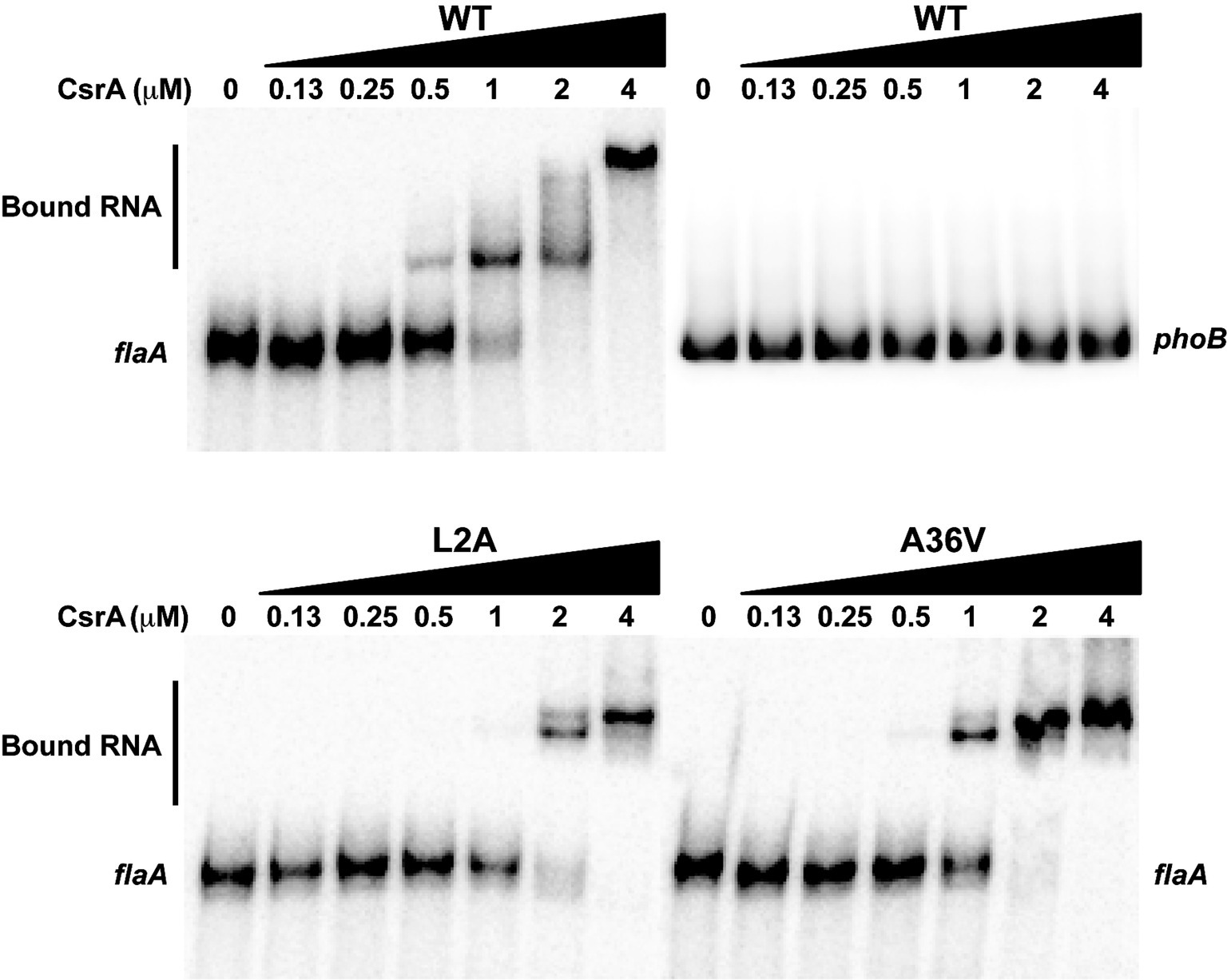 RNA Mobility Shift Assay (RNA EMSA)