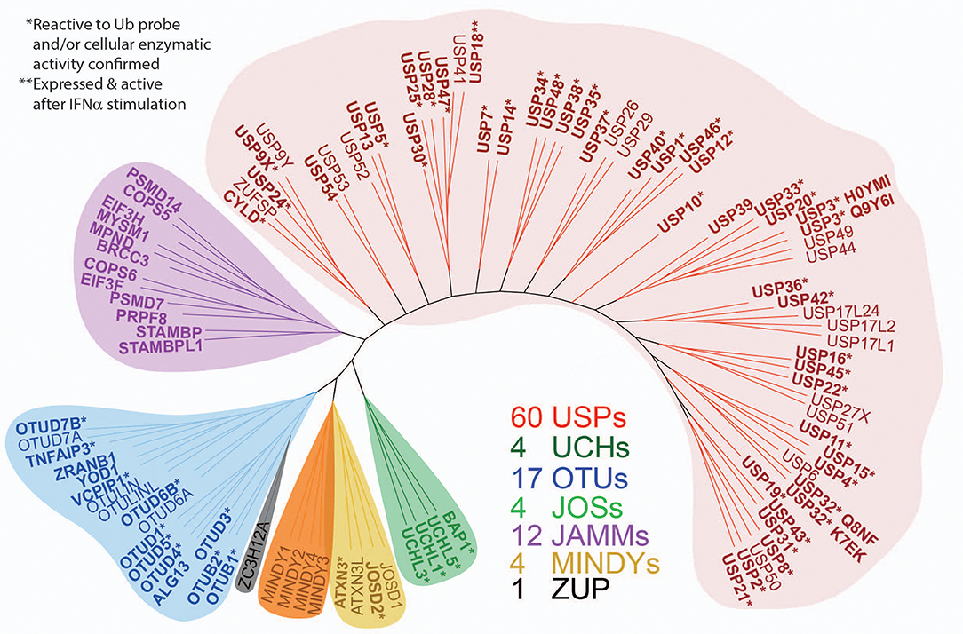 Frontiers | Comprehensive Landscape of Active Deubiquitinating Enzymes