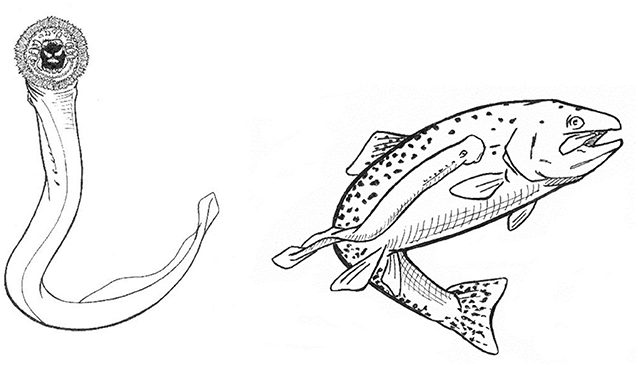 Figure 2 - Drawing of the underside of a Cowichan Lake lamprey showing the teeth and rasping tongue (left) and a Cowichan Lake lamprey parasitizing a trout (right) (illustration credit, C. Stephen).