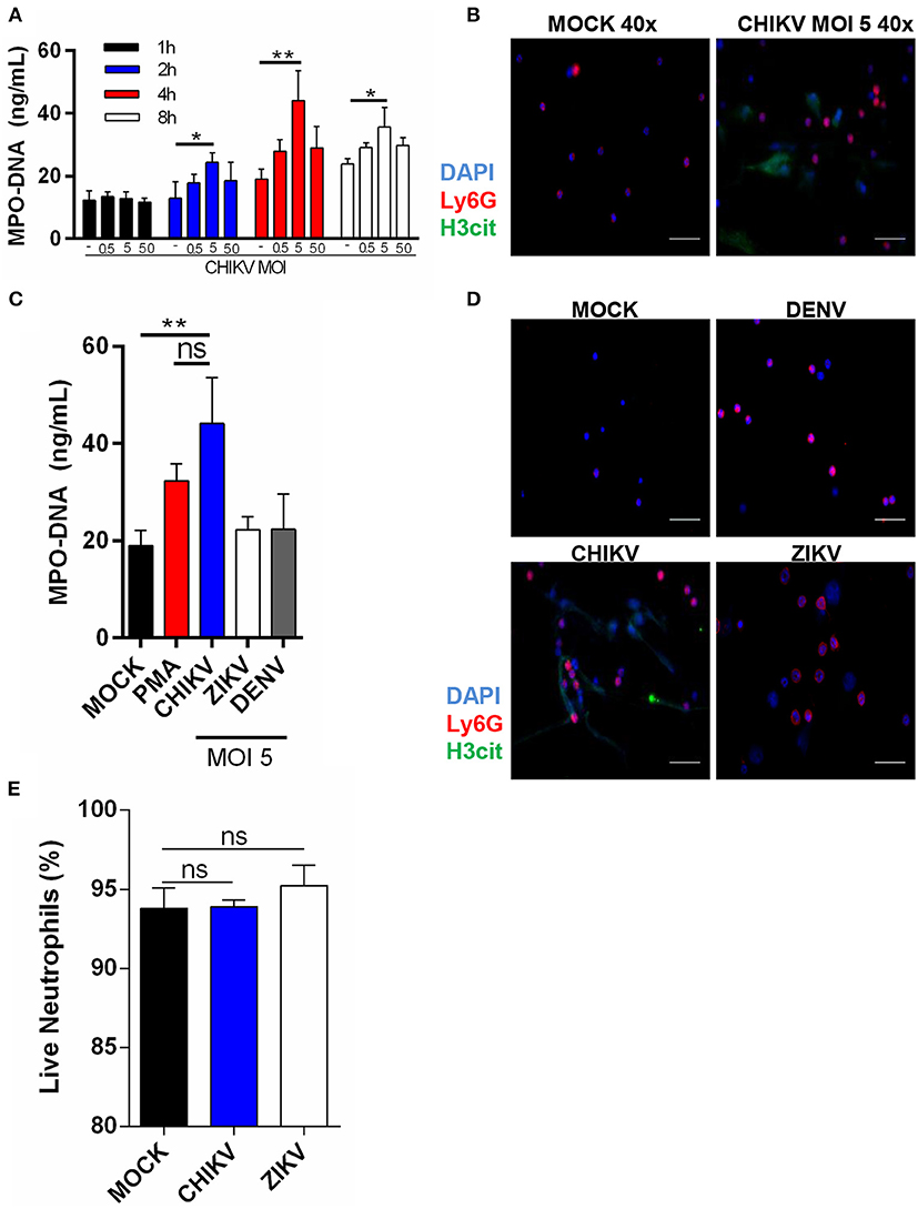 Frontiers The Significance of Neutrophil Extracellular Traps in