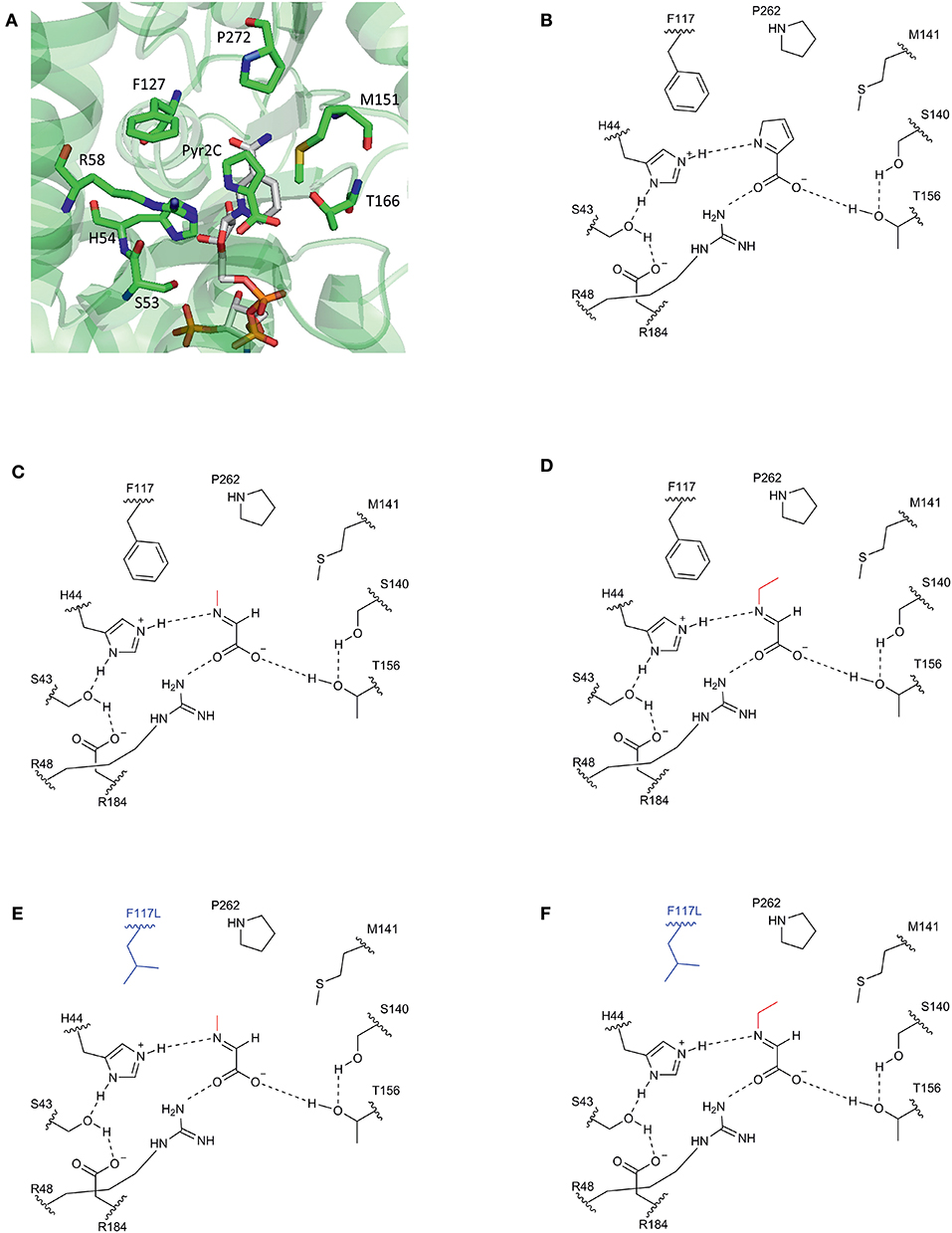 Frontiers Fermentative Production Of N Alkylated Glycine Derivatives By Recombinant Corynebacterium Glutamicum Using A Mutant Of Imine Reductase Dpka From Pseudomonas Putida Bioengineering And Biotechnology