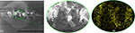 www.frontiersin.org