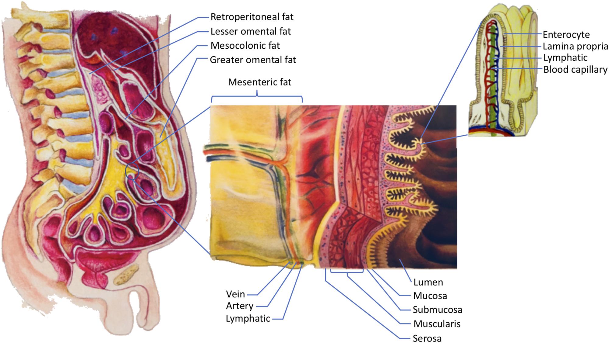 Frontiers | Why Do Men Accumulate Abdominal Visceral Fat?