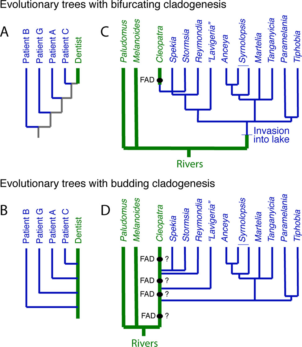 Frontiers  The Making of Calibration Sausage Exemplified by Recalibrating  the Transcriptomic Timetree of Jawed Vertebrates