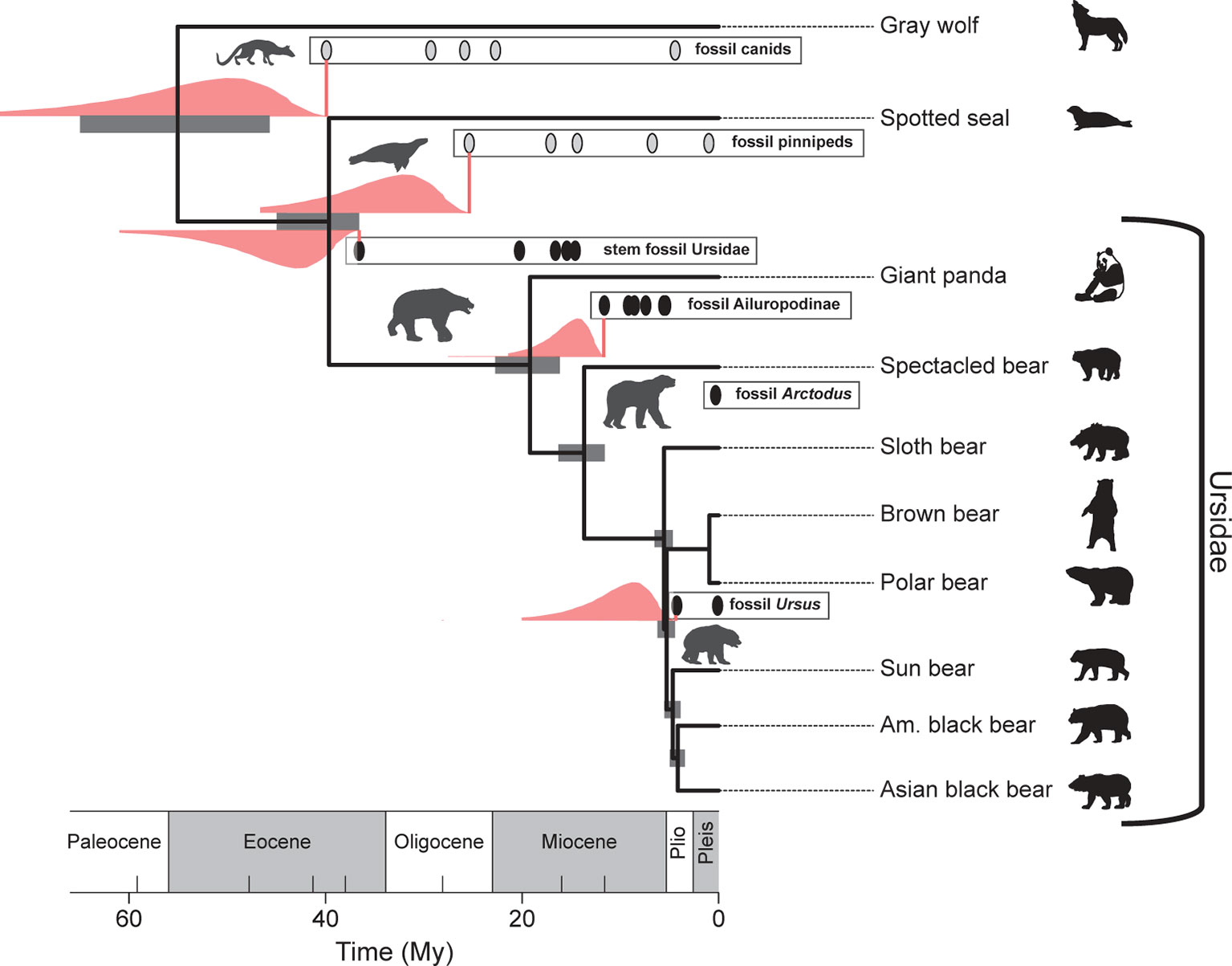 Frontiers  The Making of Calibration Sausage Exemplified by Recalibrating  the Transcriptomic Timetree of Jawed Vertebrates