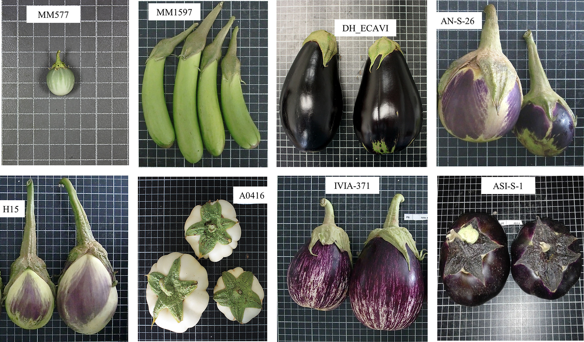 Frontiers Whole Genome Resequencing Of Seven Eggplant Solanum Melongena And One Wild Relative S Incanum Accessions Provides New Insights And Breeding Tools For Eggplant Enhancement Plant Science