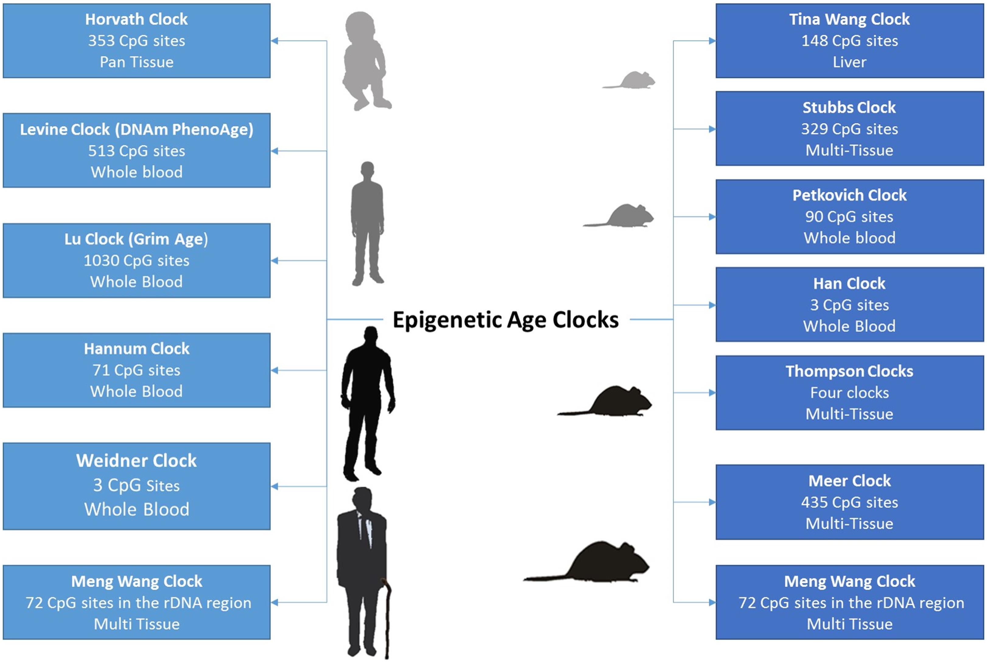 The Power and Potential of Epigenetic Aging Clocks