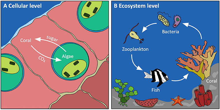 איור 2 - שוניות אלמוגים מלאות בחיים מאחר שהן יעילות מאוד במחזוּר מזון וחומרי מזון שזמינים באוקיינוס הטרופי.