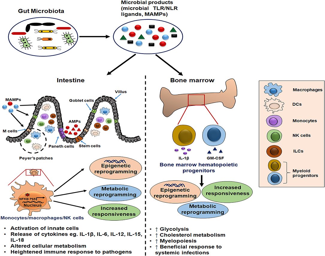 Frontiers  Interactions between microbiota and cervical