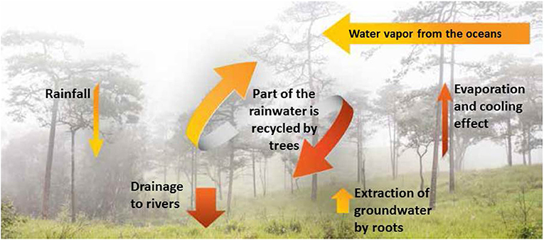 Amazon Rainforest Water Cycle
