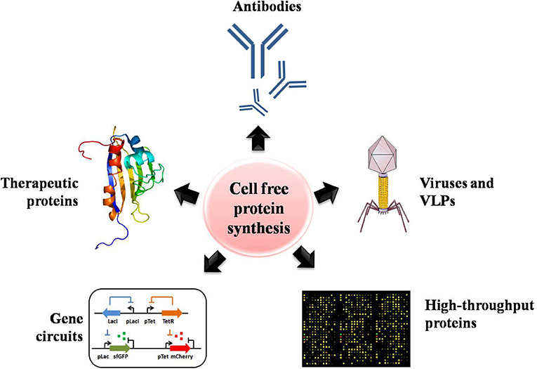 Frontiers Exploring The Potential Of Cell Free Protein Synthesis