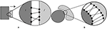 www.frontiersin.org