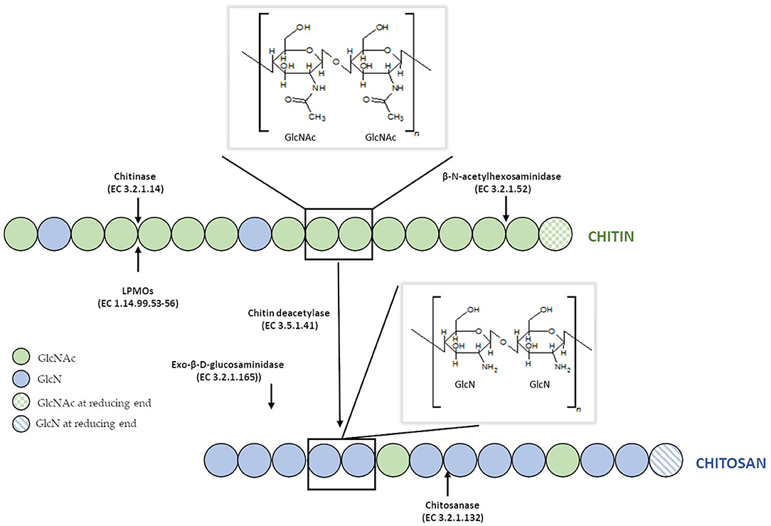Frontiers Enzymatic Modifications Of Chitin Chitosan And Chitooligosaccharides Bioengineering And Biotechnology