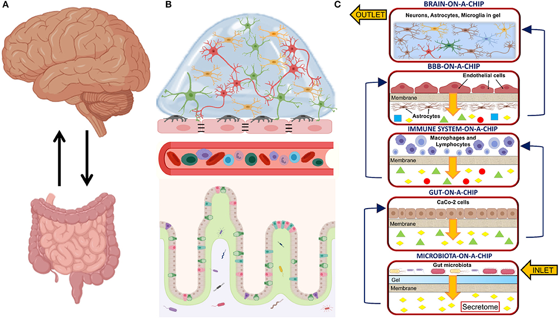 Biosensors Integration in Blood–Brain Barrier-on-a-Chip: Emerging Platform  for Monitoring Neurodegenerative Diseases