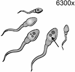 www.frontiersin.org