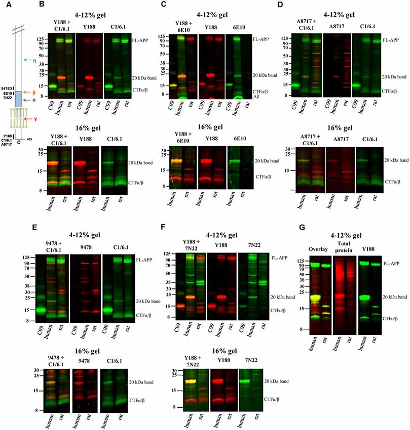 Frontiers Non Specific Detection Of A Major Western Blotting