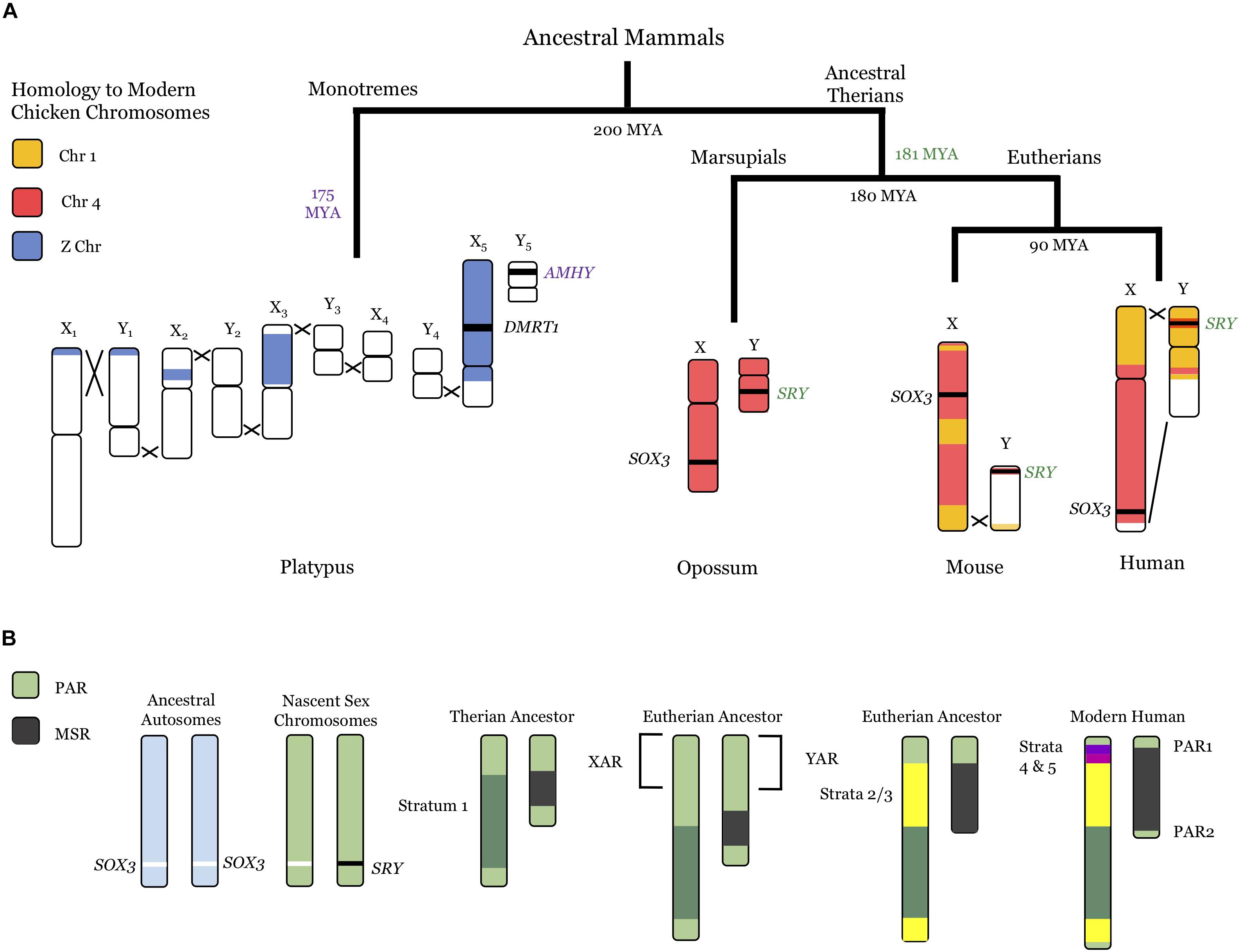 PDF) Lack of sex chromosome specific meiotic silencing in platypus