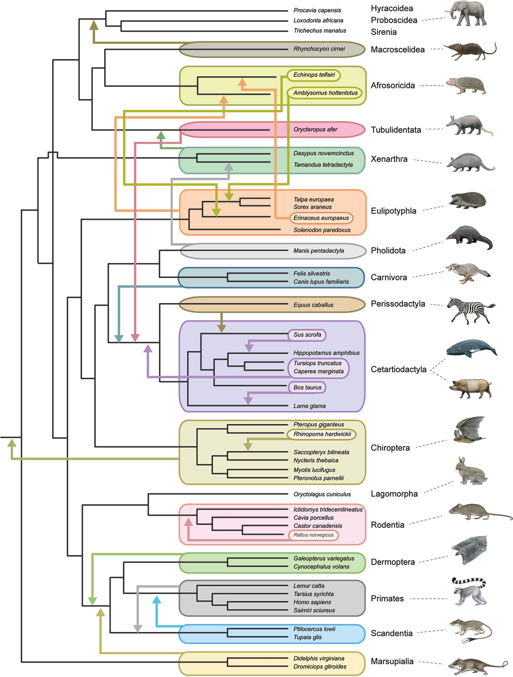 Phylogeny of mammaliaforms (simplified after ref. 18) mapping