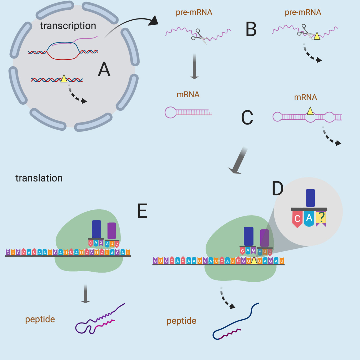 A new synonym-substitution method to enrich the human phenotype