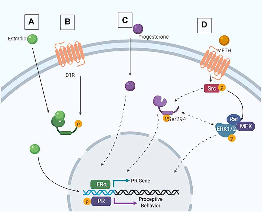 Frontiers Sex Drugs And The Medial Amygdala A Model Of Enhanced