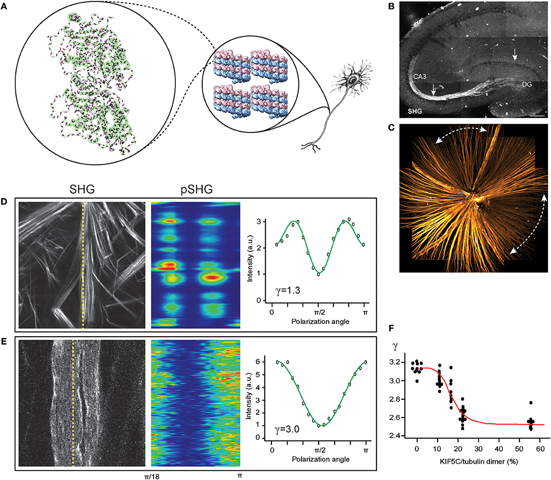 skotsk rapport bronze Frontiers | Harmonic Generation Microscopy 2.0: New Tricks Empowering  Intravital Imaging for Neuroscience