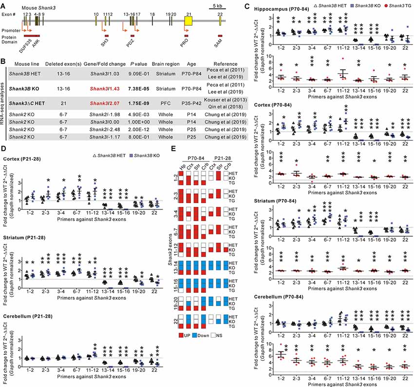 An autism-linked missense mutation in SHANK3 reveals the